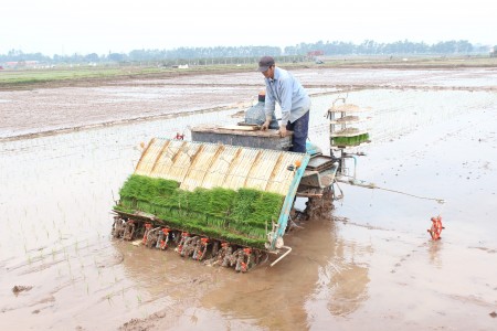 Hiệu quả từ mô hình ứng dụng mạ khay, cấy máy trong sản xuất lúa, quy mô tập trung tại Hà Nội năm 2025