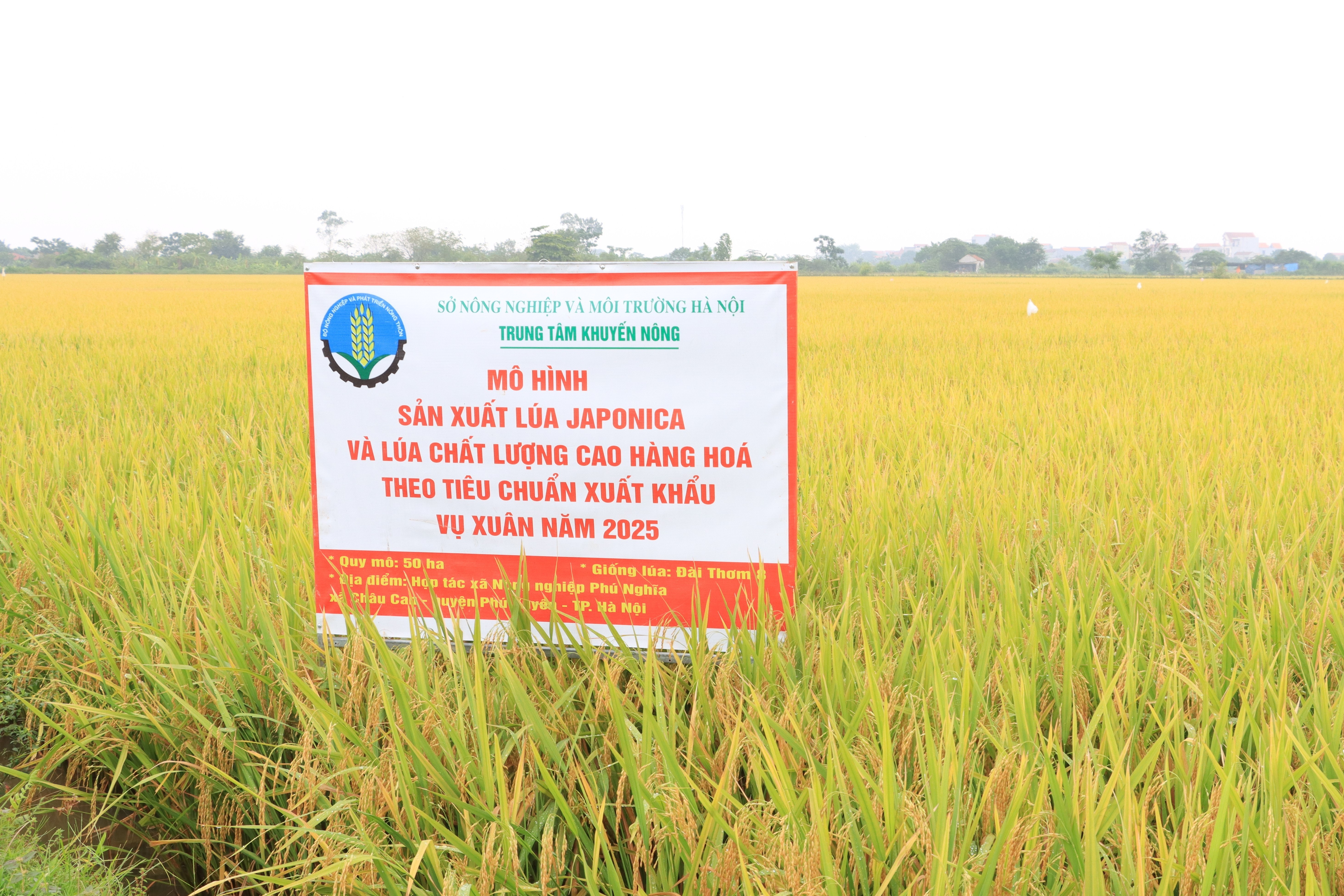 Hà Nội bứt phá trong sản xuất lúa Japonica và lúa chất lượng cao
