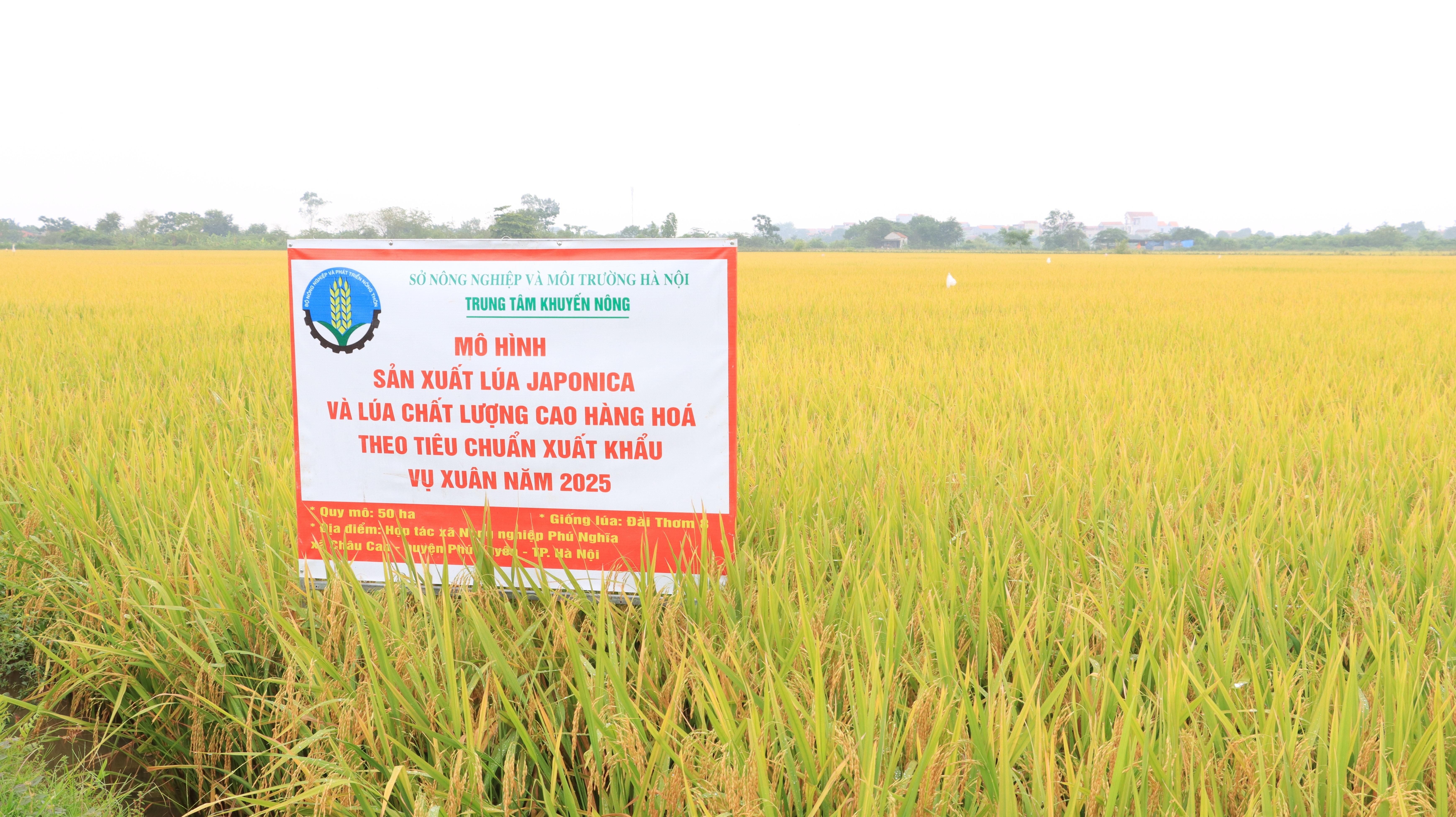 Hà Nội bứt phá trong sản xuất lúa Japonica và lúa chất lượng cao