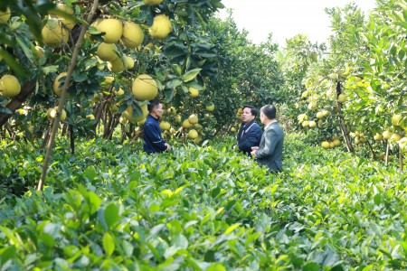 Hà Nội dẫn đầu trong phát triển giống bưởi đặc sản: Bước chuyển mình mạnh mẽ giai đoạn 2021 - 2025