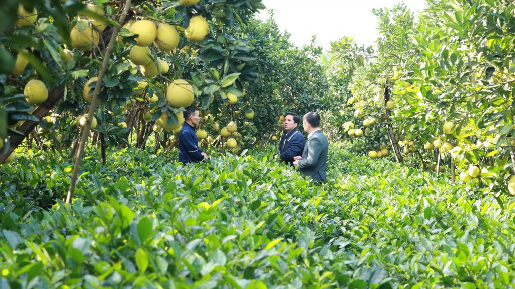 Hà Nội dẫn đầu trong phát triển giống bưởi đặc sản: Bước chuyển mình mạnh mẽ giai đoạn 2021 - 2025