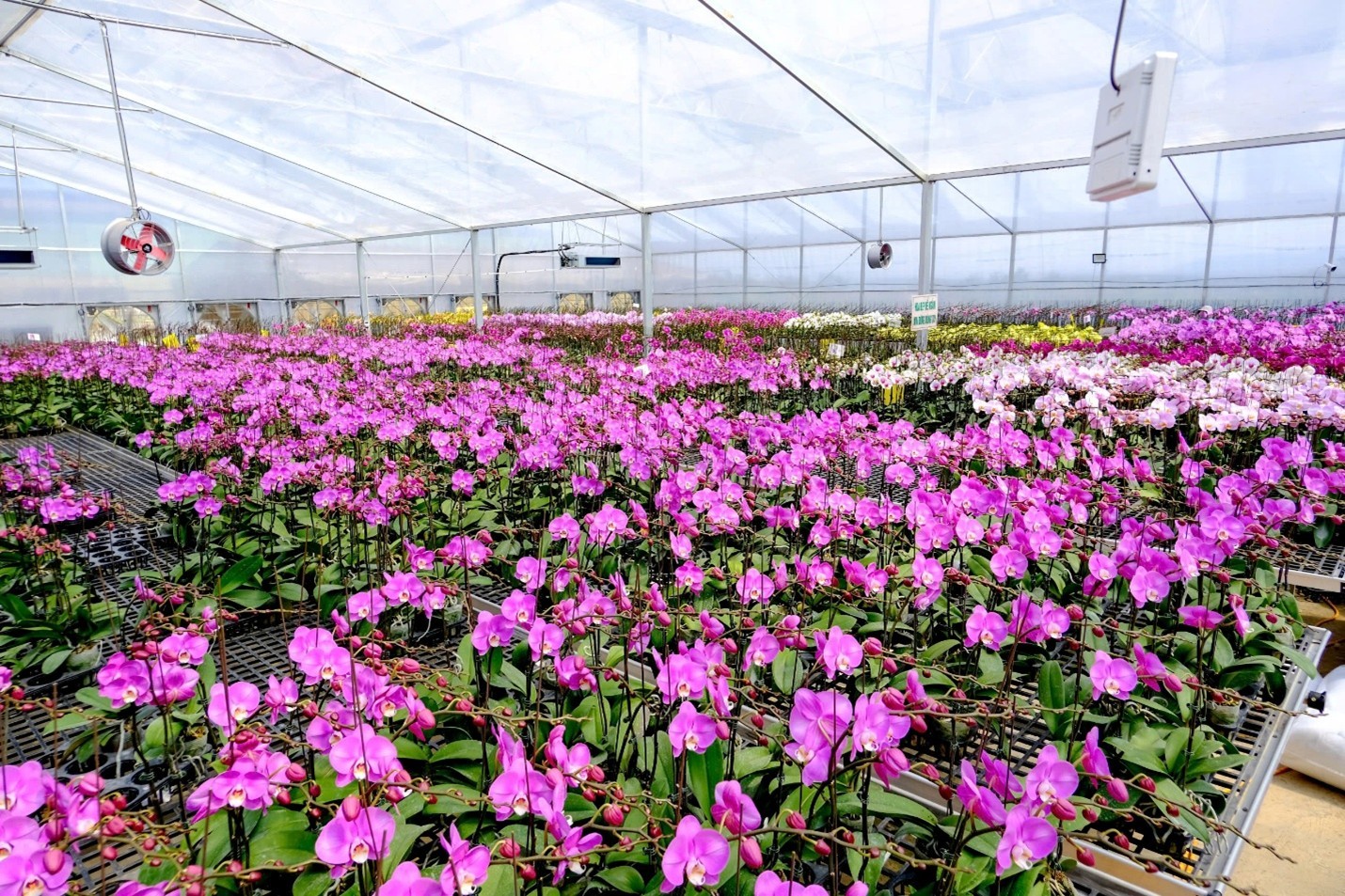 Công ty TNHH MTV Nông nghiệp Sesan Gia Lai: Bứt phá từ chuỗi giá trị nông nghiệp hiện đại