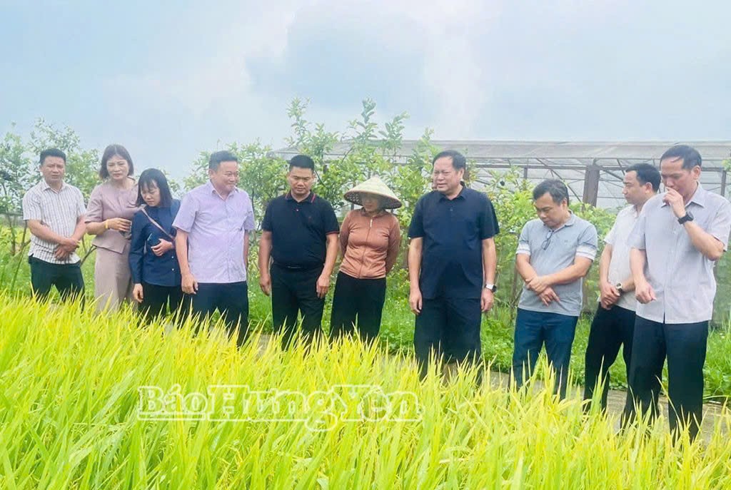 Trồng trọt và bảo vệ thực vật 6 tháng đầu năm 2026: Hưng Yên - Chuyển dịch theo hướng chất lượng, nâng cao giá trị và phát triển bền vững