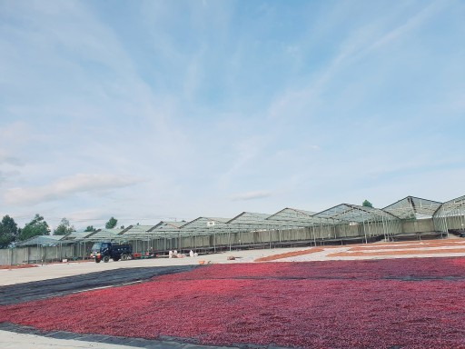 Giữ gìn giá trị thật của cà phê Việt