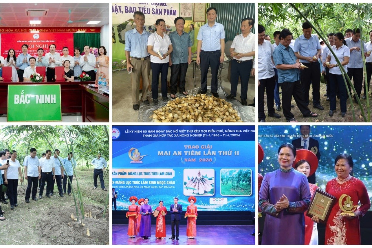 Hợp tác xã Măng Lục Trúc Lâm Sinh Ngọc Châu – Hành trình kiến tạo thương hiệu nông sản OCOP từ vùng đất Trung Du