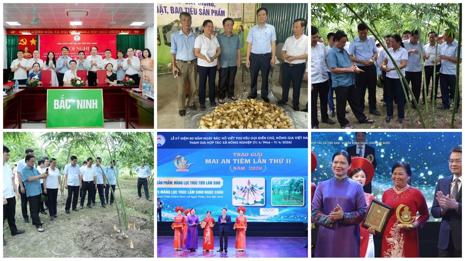 Hợp tác xã Măng Lục Trúc Lâm Sinh Ngọc Châu – Hành trình kiến tạo thương hiệu nông sản OCOP từ vùng đất Trung Du