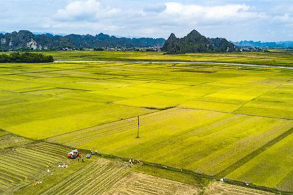 Mở rộng hạn mức nhận chuyển quyền sử dụng đất nông nghiệp của cá nhân